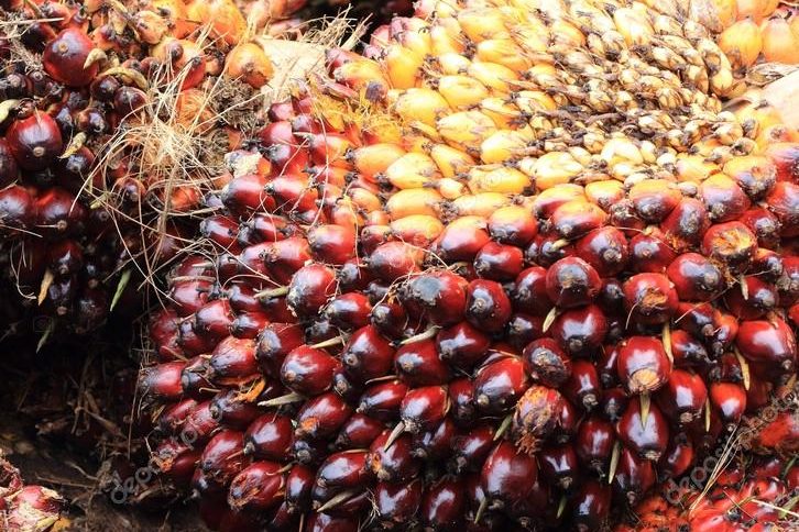 depositphotos_34781933-stock-photo-oil-palm-fruit depositphotos_34781933-stock-photo-oil-palm-fruit